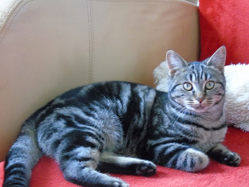 DORA, très belle petite chatte marbrée de 6 mois 15123010