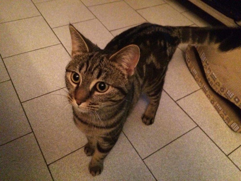 DORA, très belle petite chatte marbrée de 6 mois 16244410