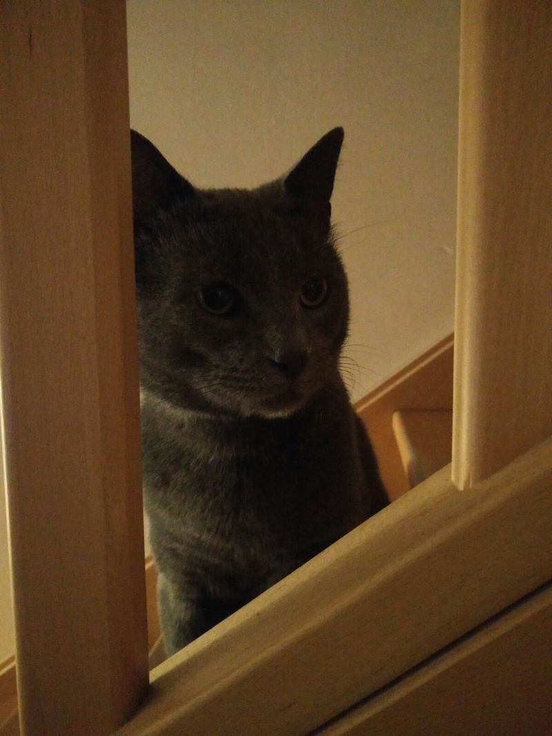 SALOMON, très beau typé chartreux de 18 mois Image210