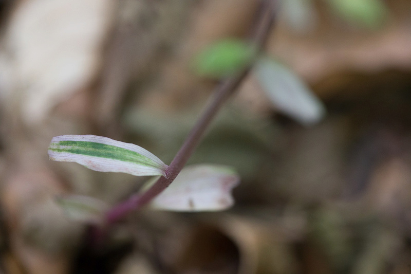 aberrarion de couleur sur Epipactis purpurata Epipac19