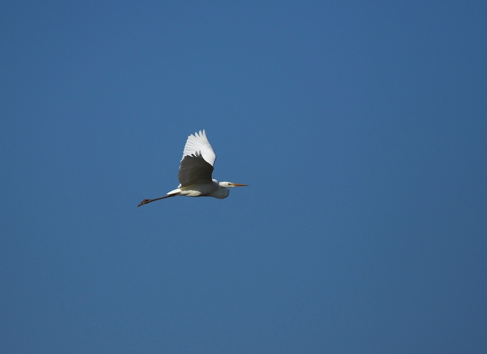 Oiseau blanc P2130513