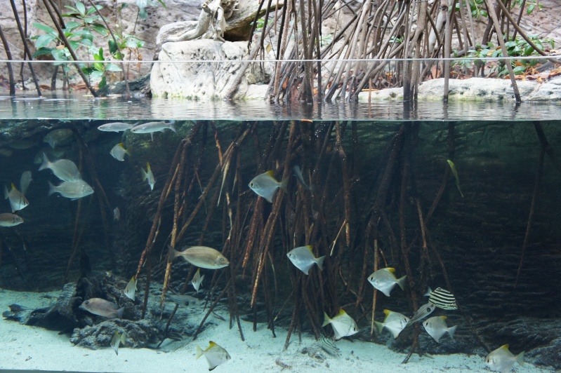 L'aquarium de Nouméa [Nouvelle Calédonie] + Baleines! Dsc02116