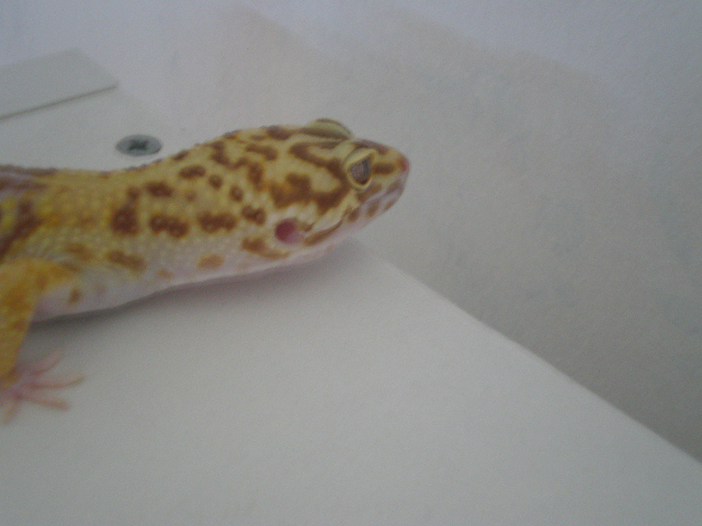 mes gecko léopard couple Pa200014