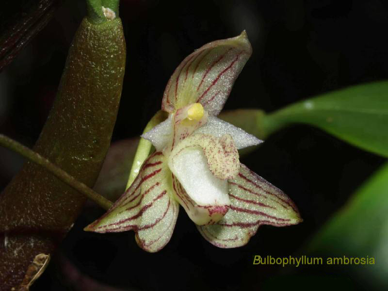 Bulbophyllum ambrosia Ambros11