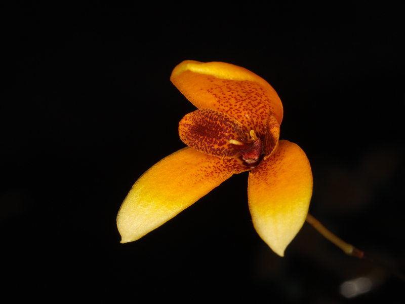 Bulbophyllum Bulbop10