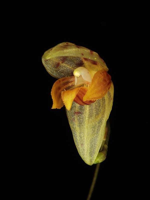 Pleurothallis janetiae Pleuro20