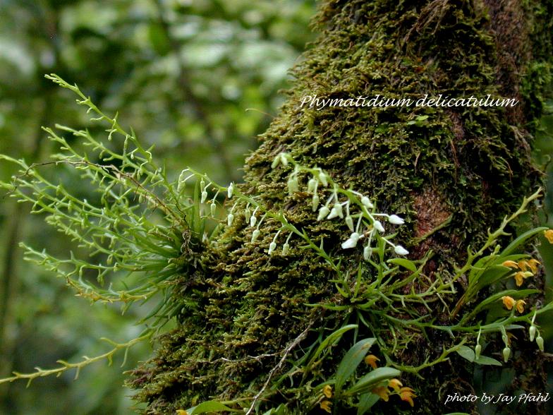 Die Gattung Phymatidium und Phymatidium falcifolium und delicatulum im Speziellen Phymat10
