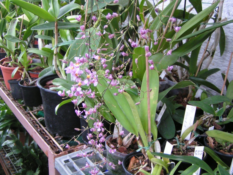 Oncidium sotoanum (syn. Onc. ornithorhynchum hort.) Knosp_10
