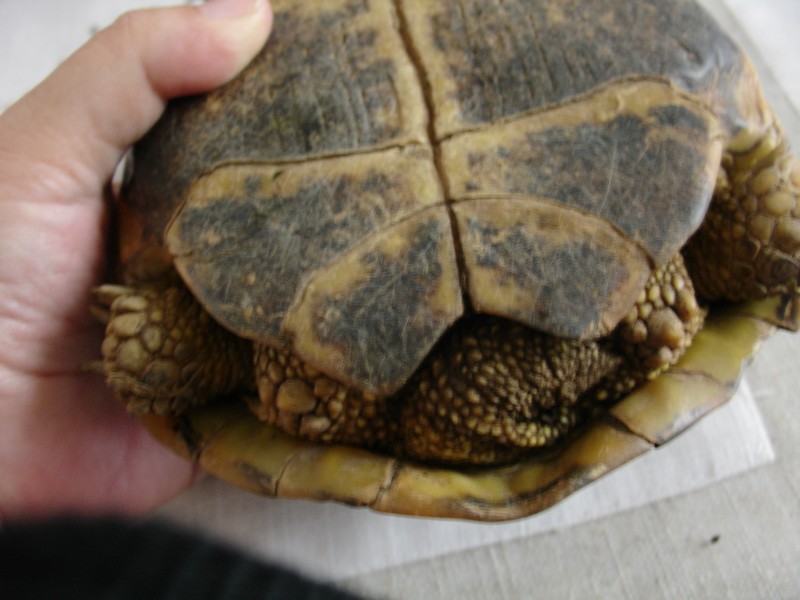 mâle, femelle et souche de la tortue des steppes Dsc04222