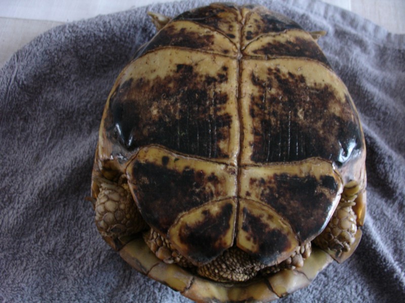 mâle, femelle et souche de la tortue des steppes Dsc04228