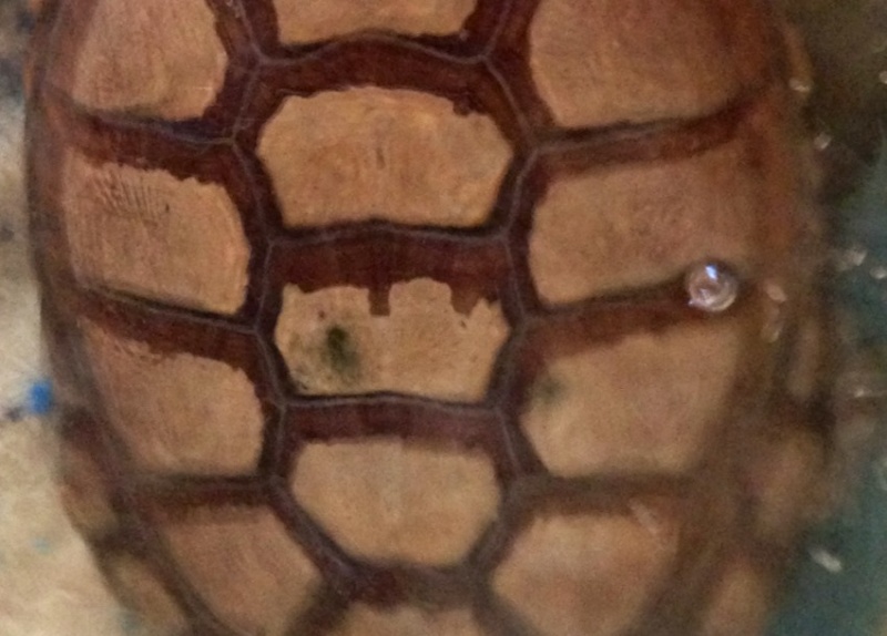 HELP : Problème avec la carapace de ma tortue ! Photo_10