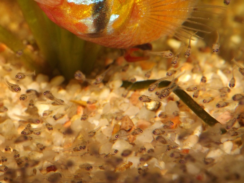 Repro de Mikrogeophagus ramirezi Alevin11