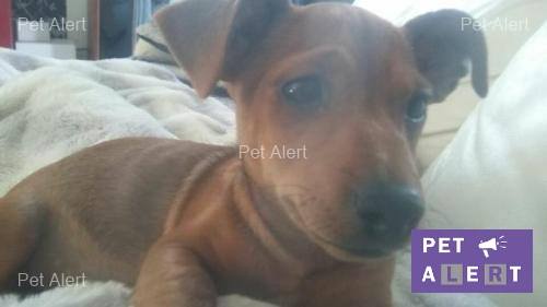 URGENT J'ai perdu Lipton, mon pinscher nain fauve à Incarville (27 Eure) le 15/10/16 // RETROUVÉ - Page 2 Lipton10