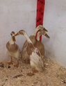 Mes coureuses indiennes! 15073310