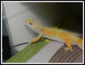 Ma troupe de Gecko léopard  - Page 2 Chanel10