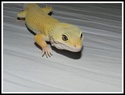 Ma troupe de Gecko léopard  - Page 2 Cookie10