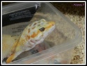 Ma troupe de Gecko léopard  - Page 2 Guccy10