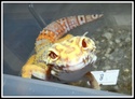 Ma troupe de Gecko léopard  - Page 2 Kiara10