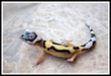 Ma troupe de Gecko léopard  - Page 2 Xena11