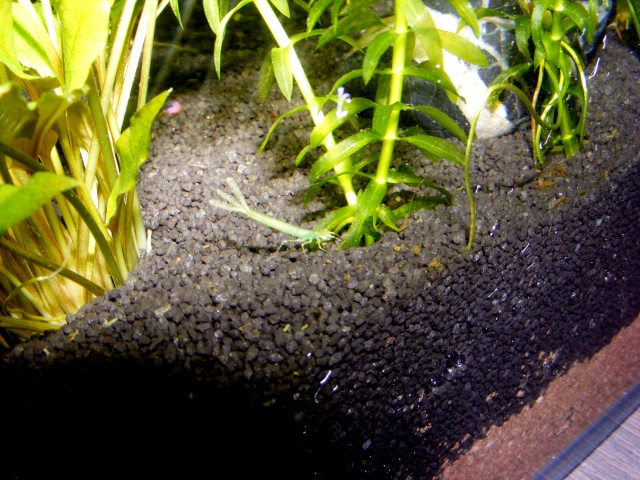 Insecte étrange (bébé libellule) dans mon aquarium... Dscf4713