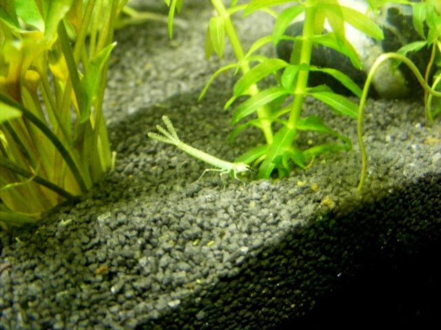 Insecte étrange (bébé libellule) dans mon aquarium... Dscf4714