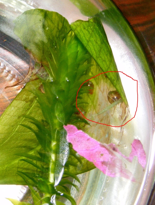 Insecte étrange (bébé libellule) dans mon aquarium... - Page 2 Dscf4813