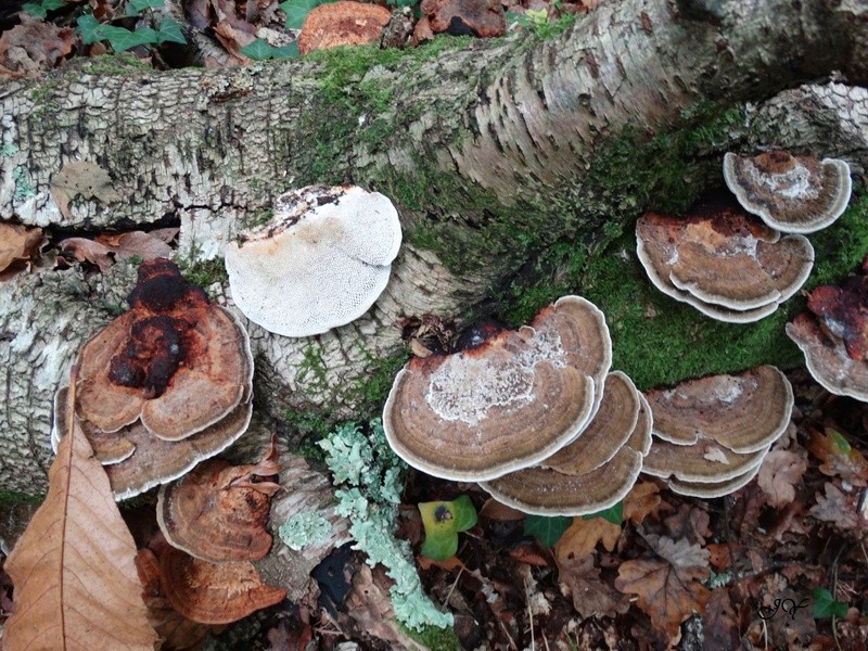 Trametes 21_oct10