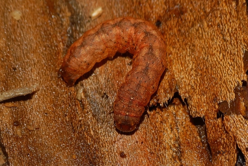 Noctuelle - Chenille noctuelle : Polia nebulosa Pas_me10