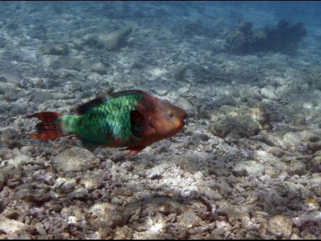 JetBlue, US agencies seek to save Caribbean wildlife Caribb10