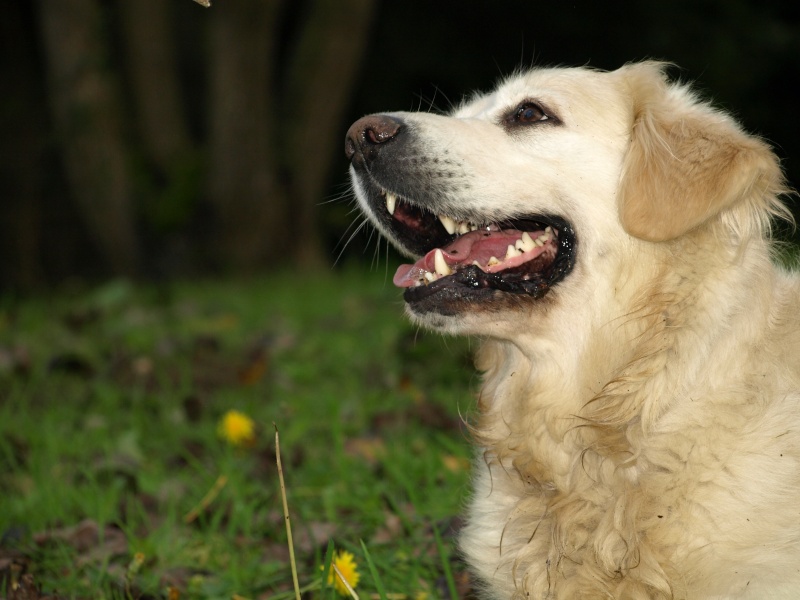 Boston Golden Retriever de 5,5 ans . Adopté (60) - Page 2 Pa213614