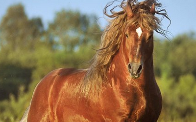 QUARTER HORSE • Gjjkk10