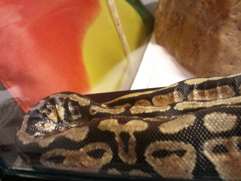 urgent, mon python m inquiet!!! 2012-112