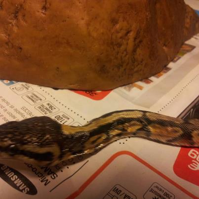 mon python en procéssus de mue, mais peau frippé 56403511