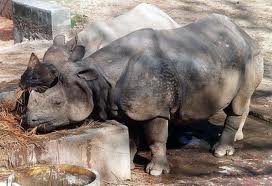 RHINOS IN ZOO  Rhinos10