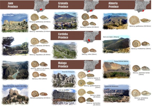 Visites malacologiques dans les montagnes Andalouses Pagina18