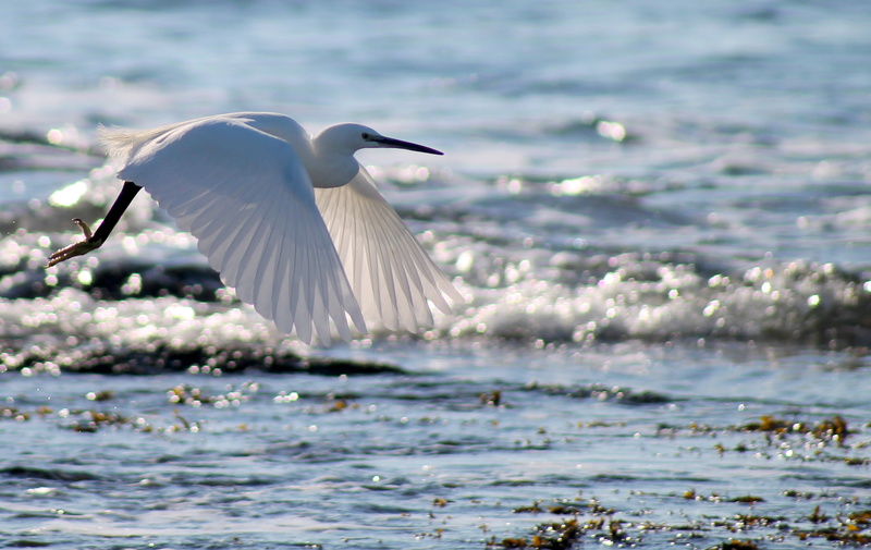 (Photo) Aigrette and Cie Img_9610