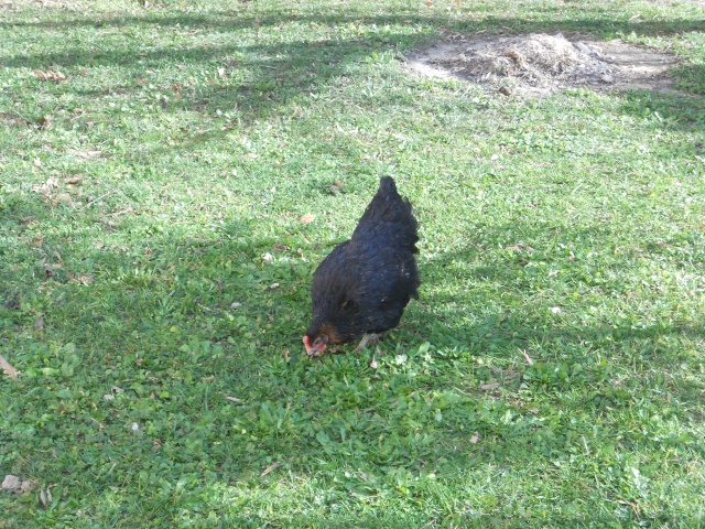 Ma petite famille de poules!  Dscn9110