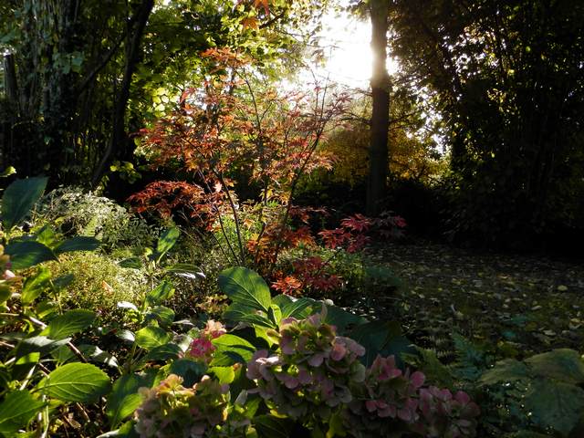 acer palmatum atropurpureum Atropu11