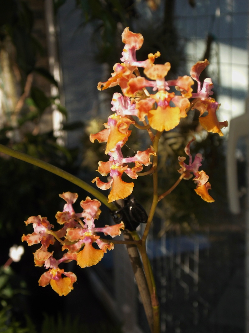 Oncidium andreanum (Cogn.) Garay 1982 Oncidi15