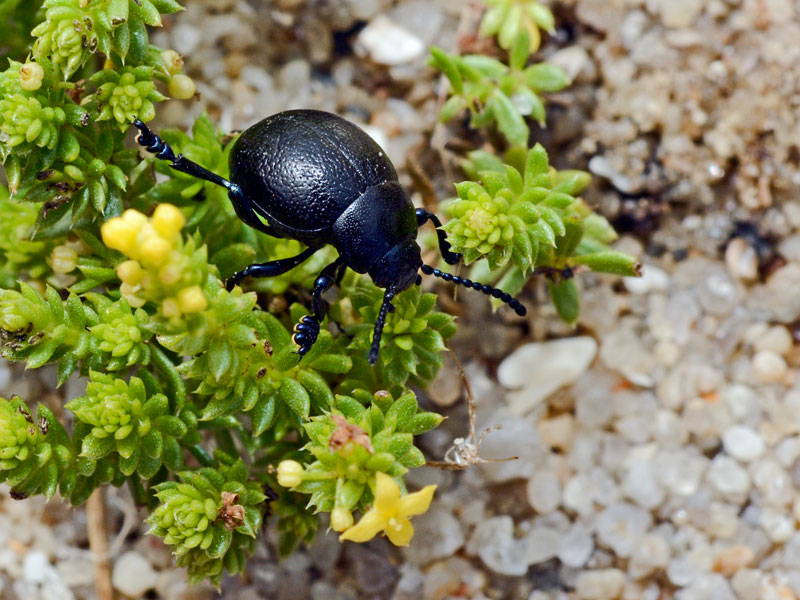 ID Coléo noir sur nos plages  _dsj6510