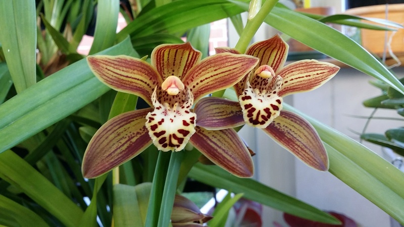 cymbidium chocolat cuivré 20161118