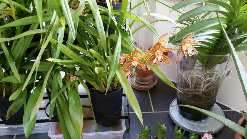 cymbidium chocolat cuivré - Page 2 20161243