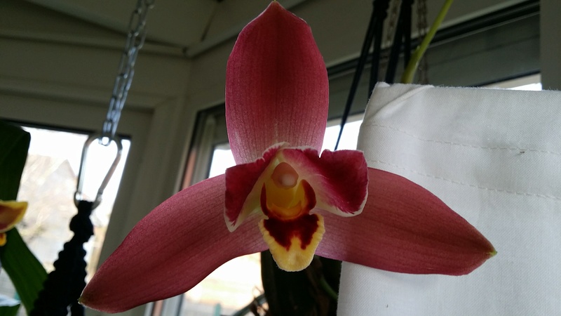 lycaste red jewel - Page 2 20161258