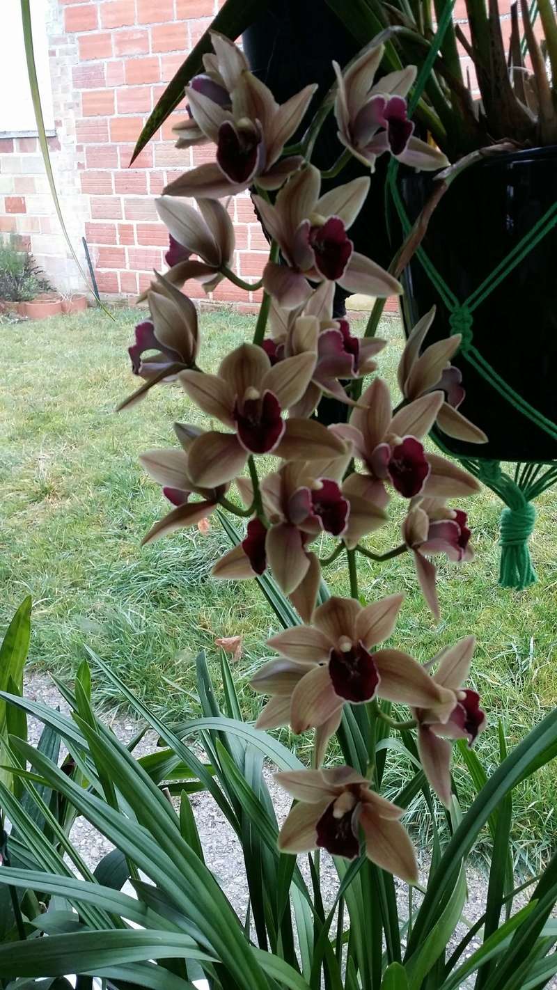 cymbidium Bulbarow friar tuck 20170114