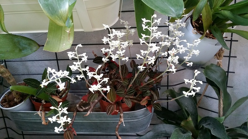 ludisia discolor - Page 2 20170228