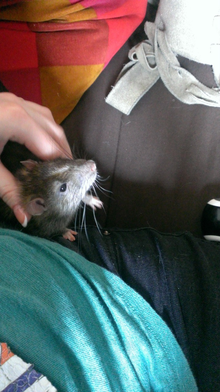 URGENT Un petit agouti de 10 mois à placer ! Wp_20113