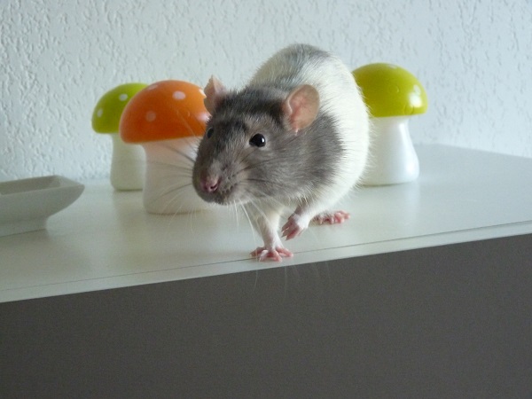 George - rat mâle - 6 mois  P1120411