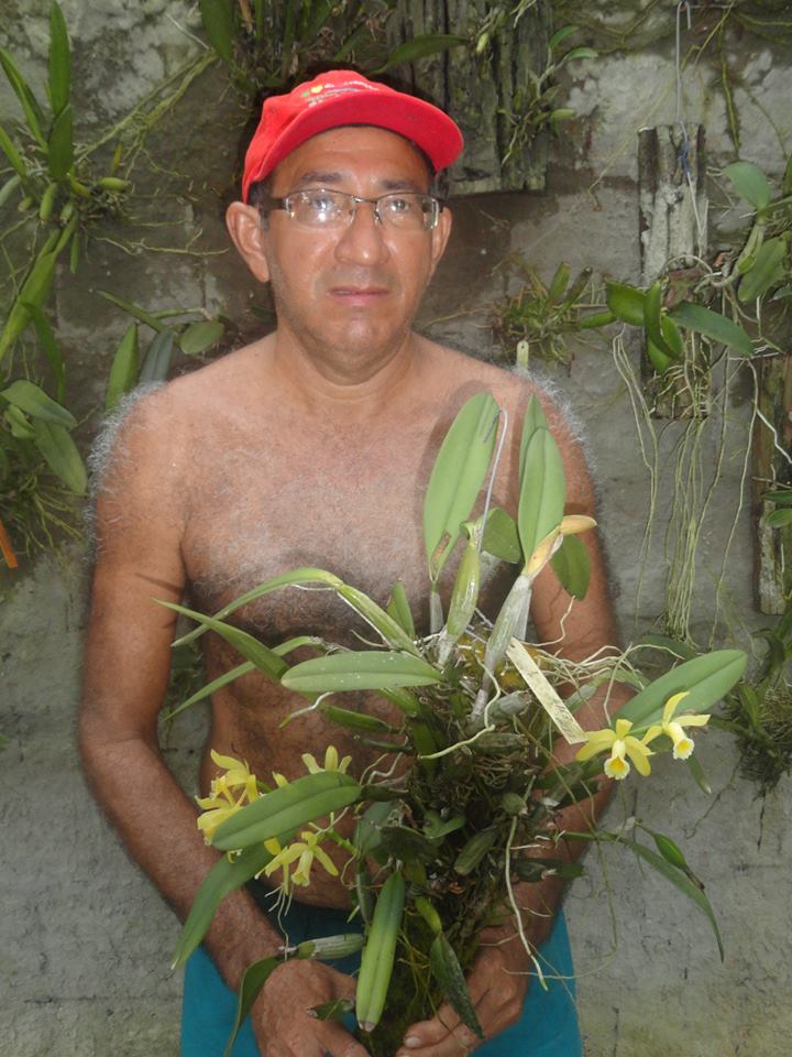 Cattleya luteola 10858410