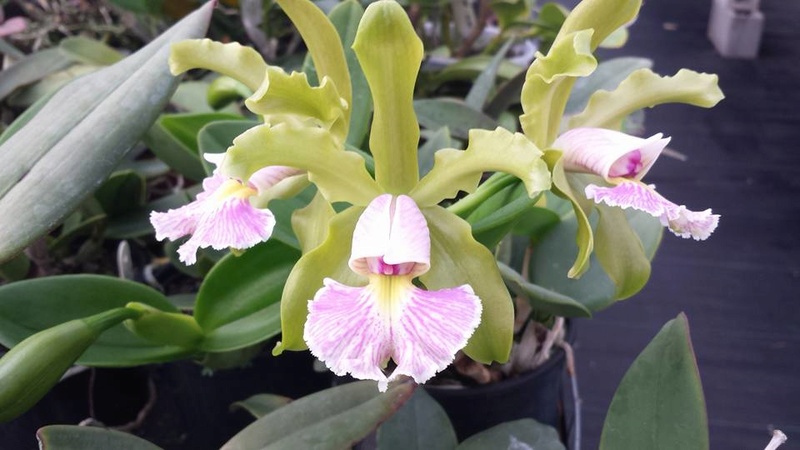 Photos d'orchidées inédites   - Page 7 14702310