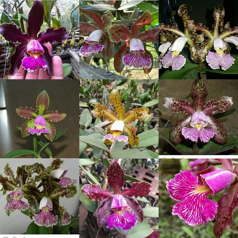 Photos d'orchidées inédites   - Page 7 14900510
